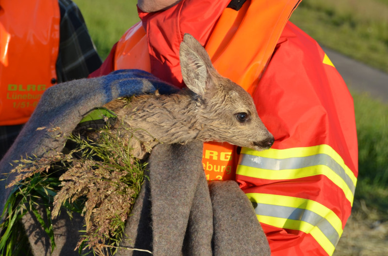 Symbolbild Tierrettung DLRG SEG Wasserrettung Landkreis Lüneburg